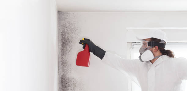 Best Attic Mold Removal  in Mill Neck, NY