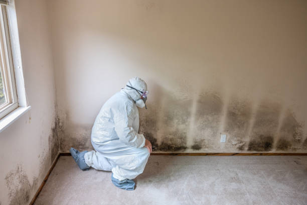 Attic Mold Removal in Mill Neck, NY