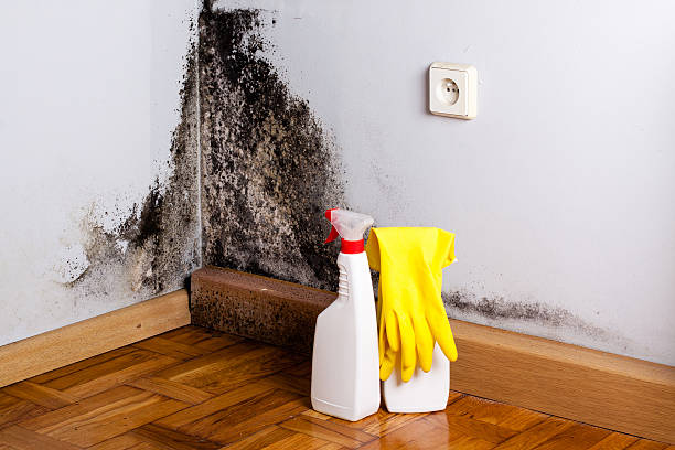 Best Black Mold Removal  in Mill Neck, NY